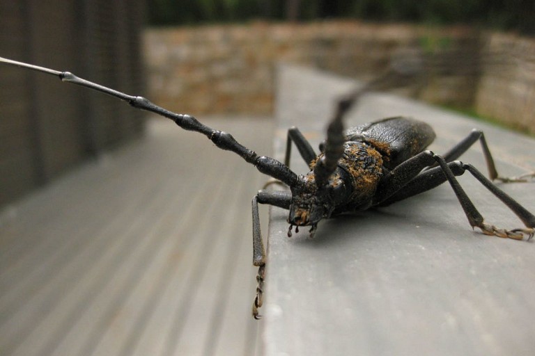 Entomofauna of the Arboretum