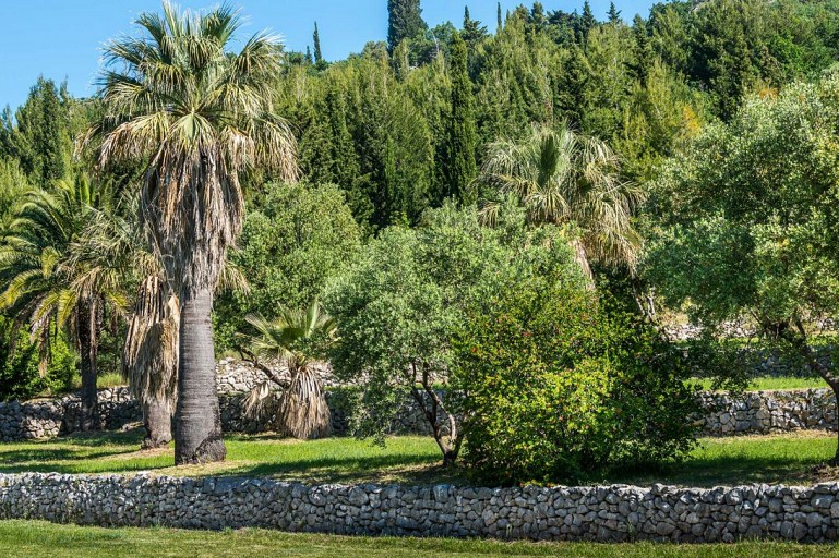 Arboriculture in the Mediterranean area