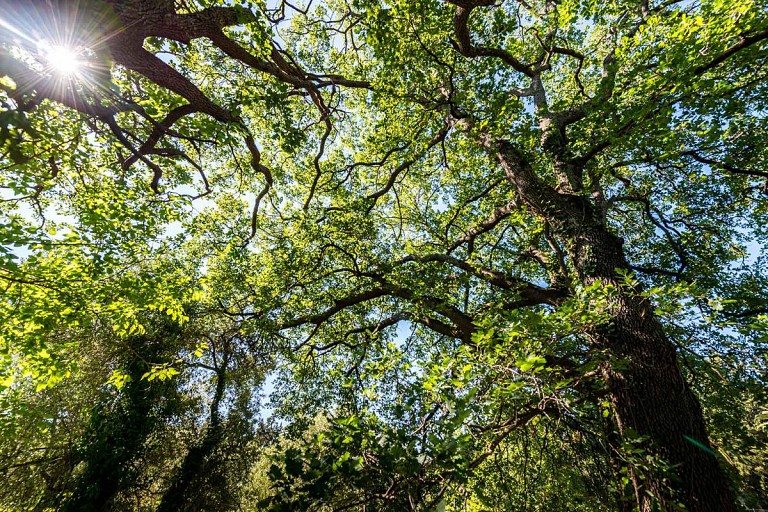 Looking into the past through old trees