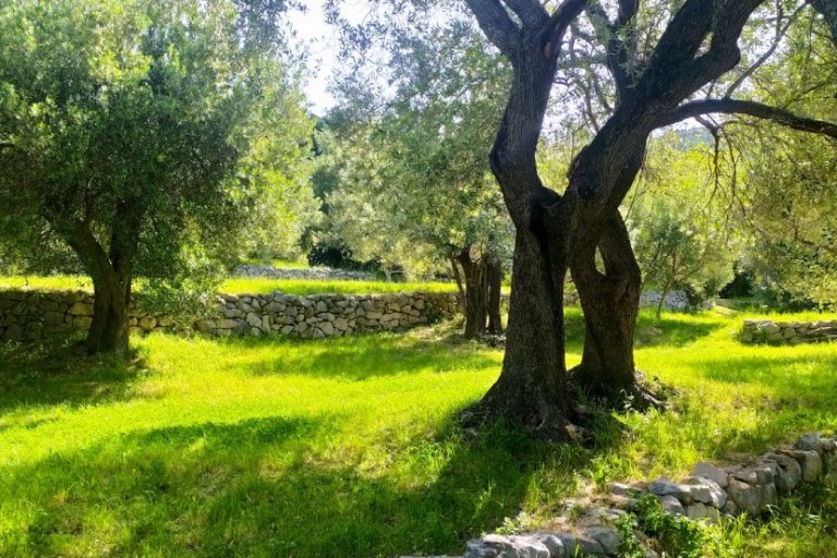 A Small School of Arboriculture