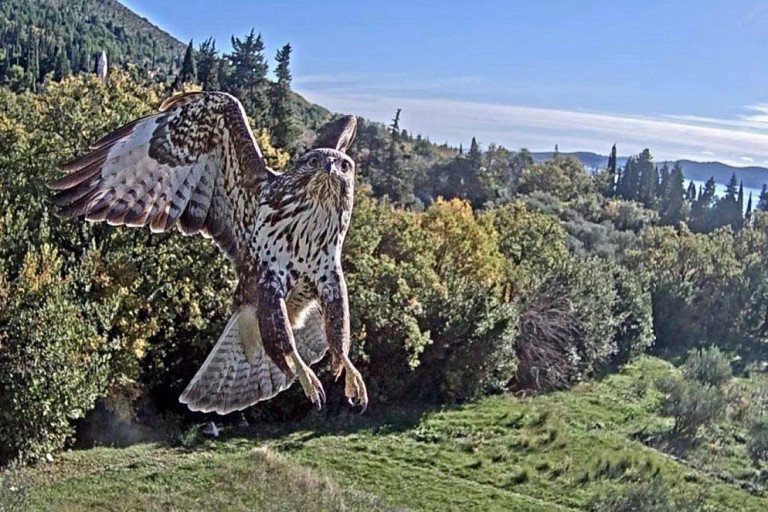 Avifauna of the Arboretum